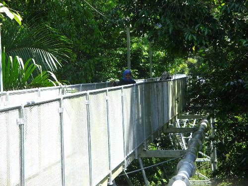 Tree Top Walk - Tree Top Walk