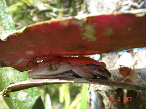 have u seen an ALBINO tree frog? - this is one of the amazing creatures i've photographed during my mountain travels. this albino frog, about 3inches in length, was sleeping in between the broad leaves of an aerial plant way up in a tree. it looked so comfortable & cute that i couldn't resist taking a pic! =) i bet u havent seen one, lol