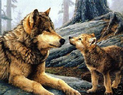 Wolf and Pup - Wolf and Pup