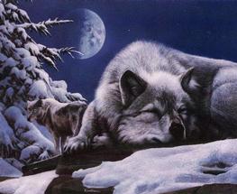 Resting Wolf - Resting Wolf