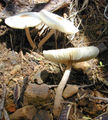 mushroom good for health - mushroom good for health