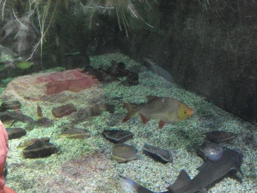 sealife,paris - sealife,paris