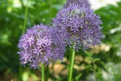 Flowers - Pretty flowers!