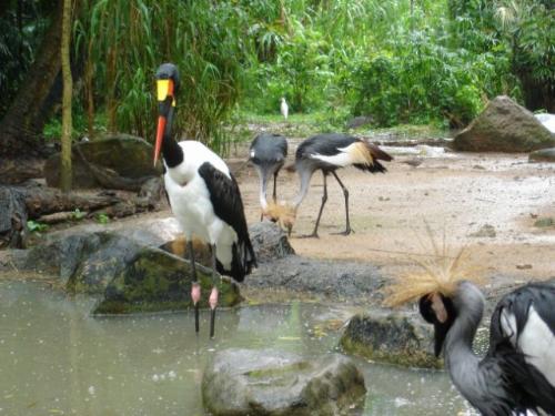 Jurong Bird Park - Living like they are in the wild...Cranes and other bird species are preserved here at the Jurong Hill Bird Park - one of Singapore's tourist attraction.