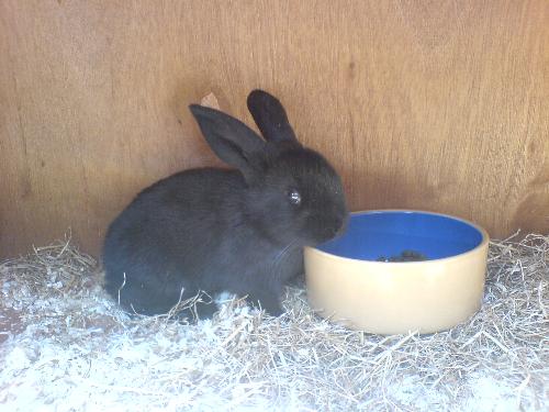 Baby Raisin Rabbit - This is my rabbit Raisin when she was about 8 weeks old. Isn't she adorable!