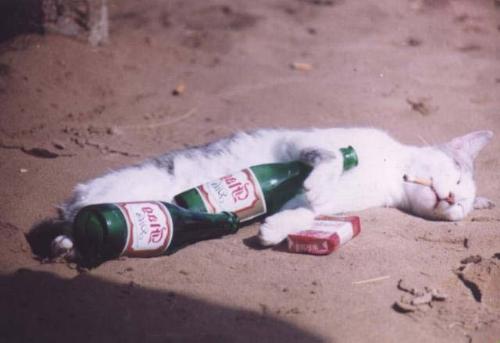 badkitty - bad kitty drinking BEER