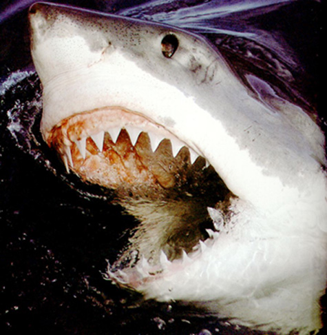 beware - beware from the shark i like its teeths man that can do cruel u cant imagine!!!
