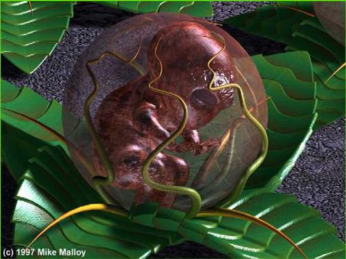 alien - an example hoe a alien can be born hahaha!!!! fun pic rite!!