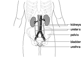 learn about ur body - A position of organs in body..