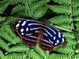 blue butterfly - butterfly