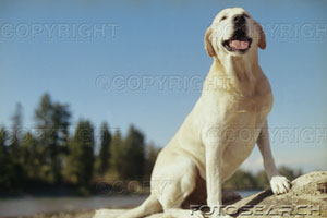 labrador - my dogs names are johny and  lucky they are of same breed golden labrador