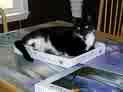 cat in puzzle box lid - Allie was fun to have around, now deceased, the puzzle working will not be the same.  She was a big help
