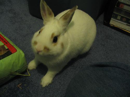 Buddy - This is my rabbit Buddy.  Just got him a few weeks ago.