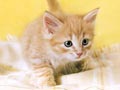 adorabless - Cat