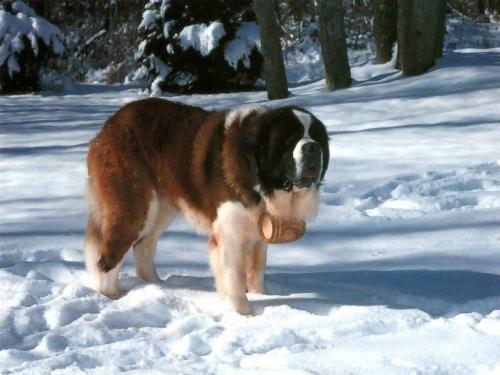 dog - dog