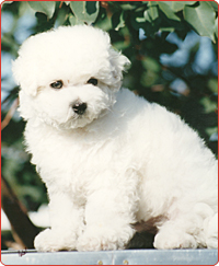 Bichon Frise - Bichone Frise, great dog hypo allergenic