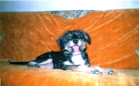 Doggie - a doggie