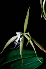 Orchid - orchid