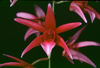 orchid - orchid