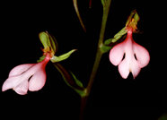 orchid - orchid