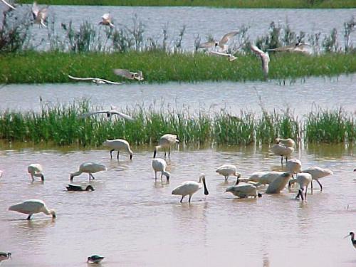 Birds - Migratory birds