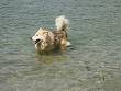 Half wolf half dog - This is my friend's dog. He is half wolf half dog.