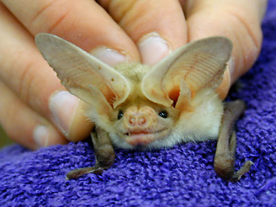 Awww - It's a bat.  :]