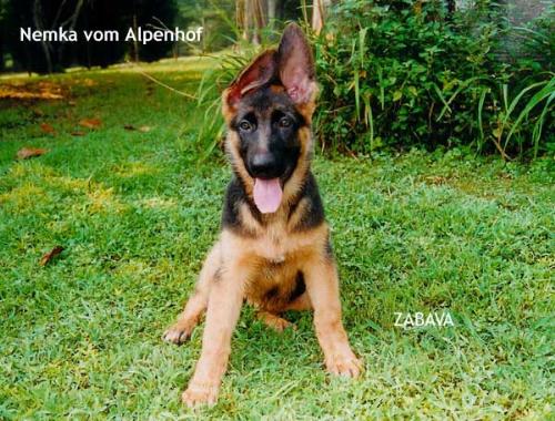 german shepherd - here comes da king f da dogs........... germen shepherd...