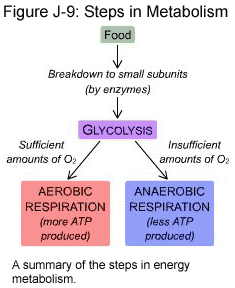 metabolism - metabolism