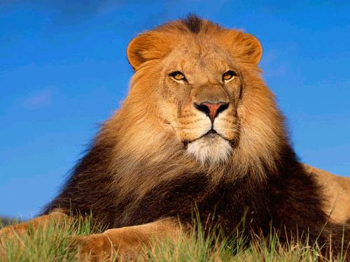 Lion - King of jungle..