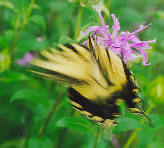 blurred butterfly - blurred butterfly