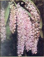 Kopou : a variety of orchid