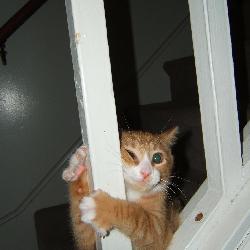 cute little kitten - ...:)