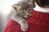 cute little kitten - ...:)