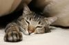 sleepy kitten - yawn!!.I am sleepy...