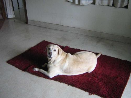 Velvet - My dog on the red carpet .. haha