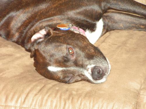 Mocca on the couch - When she's not in her crate, she's usually sacked out on the couch.