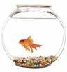 pet fish - pet fish