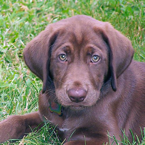 Chocolate Lab Pup - My pup at 3 months old.
