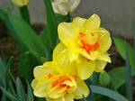 daffodil  - daffodil