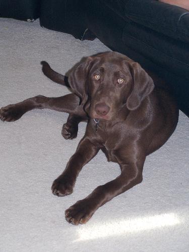 Chocolate Lab - My pup at 5 months old.