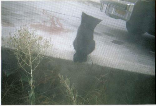 Blackie at the window  - This is the only kitten remaining of the feral cat family we found under our porch in May of this year.