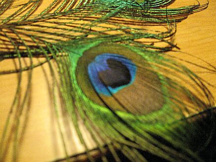 Feathers... Peackock - Its all by myself