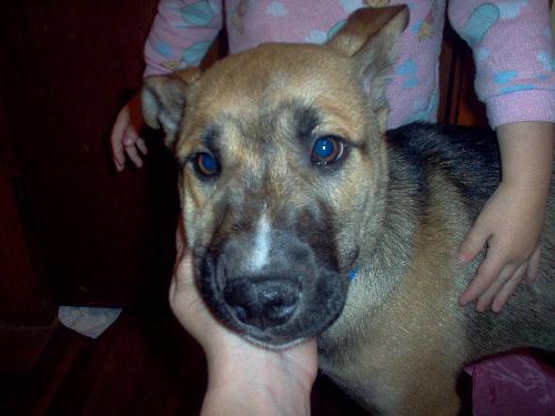 one of my dogs - Rowdy, my BIG lap dog. Or so he thinks anyway