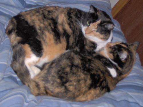 Tigger and Roo are very close - They take good care of each other