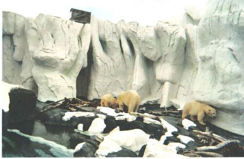 Polar Bears - This was taken during our visit to Sea World in San Diego during Spring break of 2004.  We were celebrating my son's tenth birthday.