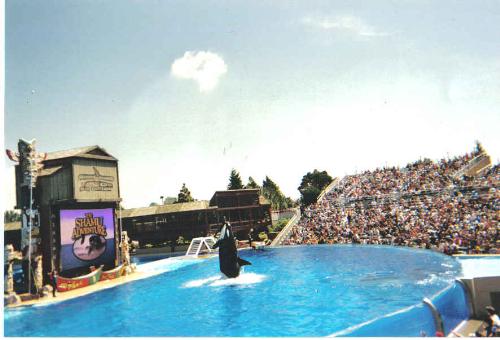 Shamu - This was taken during the Shamu show at Sea World in San Diego.