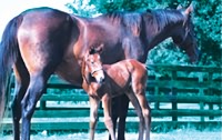 HORSE -         this is a picture  of maternity.this baby horse will become tomarrows hero.this is not like the saying ''every dog has A DAY'.It will be due to hard work and training.....