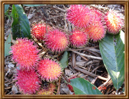 Rambutan - Delicious and red/ yellow in color when ripe.This fruit can be found around Borneo.