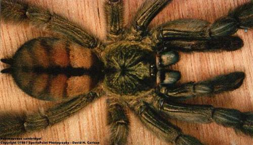 tarantulas - tarantulas